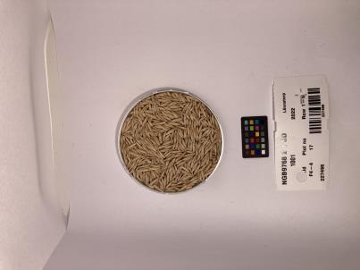 Click for 1 image(s) for this accession. SEED